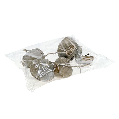 Artículo Nueces de Buda 8-10cm blanqueadas 10uds