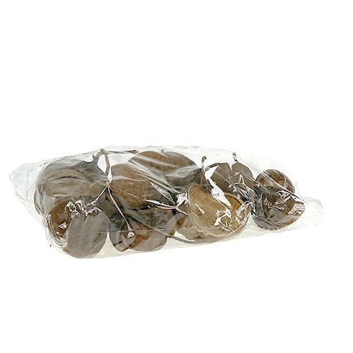 Floristik24 Nuez Buda Natural 15uds