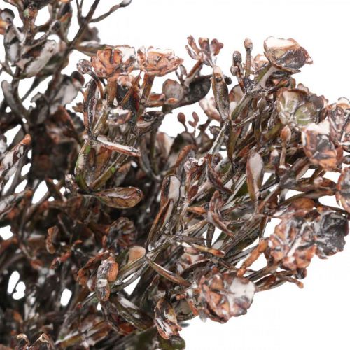 Artículo Plantas artificiales decoración de otoño marrón decoración de invierno Drylook 38cm 3pcs