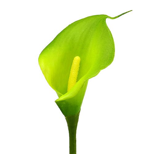 Floristik24 Cala artificial verde 8cm L57cm 12ud
