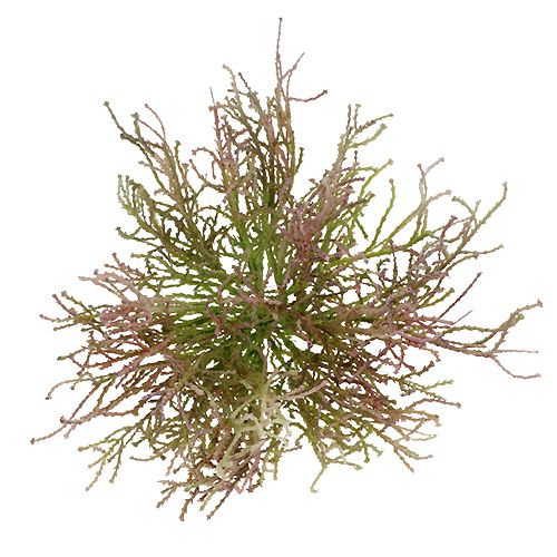 Floristik24 Calocéfalo Rosa/Verde 21.5cm