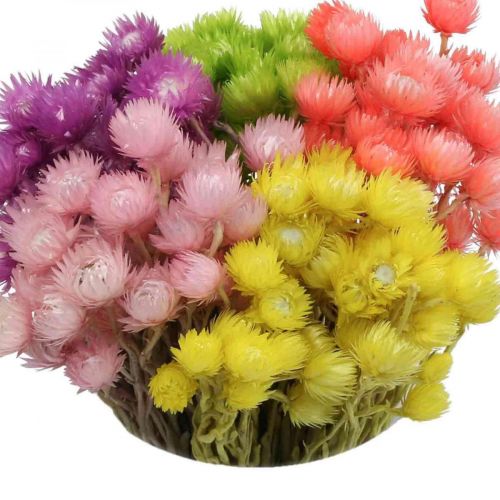 Floristik24 Flores secas Deco Cap Flores Flores de paja de colores H42cm