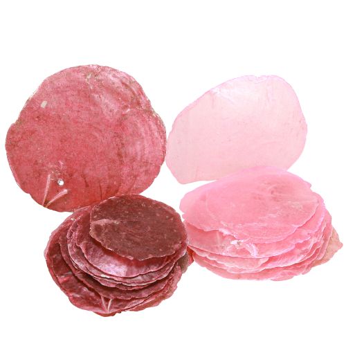 Artículo Discos de concha de capiz Rosa y baya 5-8cm 60 piezas