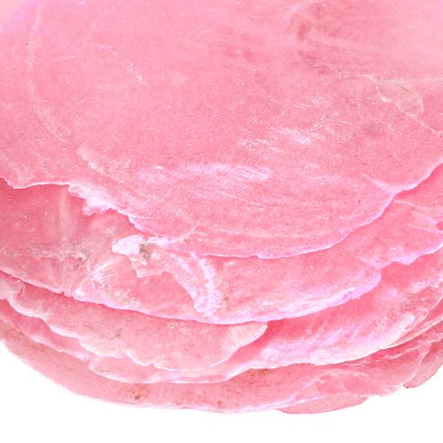 Artículo Discos de concha de capiz Rosa y baya 5-8cm 60 piezas