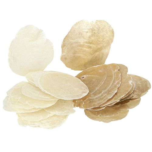 Floristik24 Discos de conchas de capiz para deco Color oro y natural 60pzs