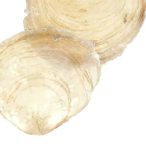 Floristik24 Mejillón Capiz 500g