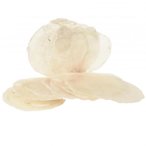 Conchas de capiz Lonchas de capiz lonchas de nácar natural 7,5–9,5cm 300g