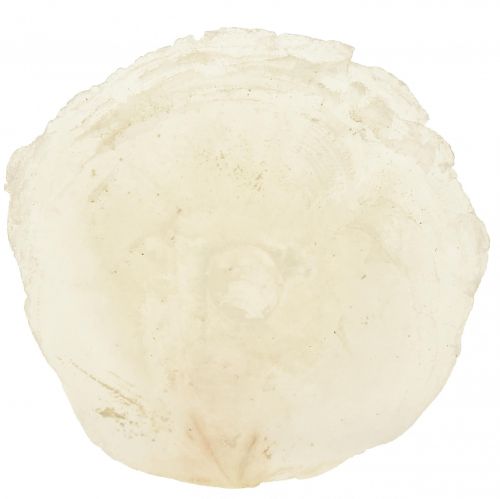 Artículo Conchas de capiz Lonchas de capiz lonchas de nácar natural 7,5–9,5cm 300g