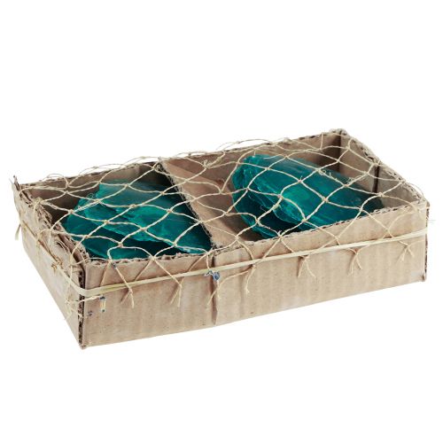 Artículo Conchas de capiz Discos de capiz discos de nácar turquesa 7,5–9,5cm 300g