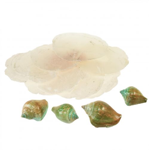 Floristik24 Concha de nácar capiz rodajas de nácar concha de caracol de mar verde 3,5–9,5 cm 750 g