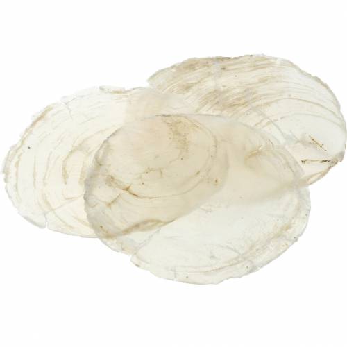 Floristik24 Mejillón Capiz 250g