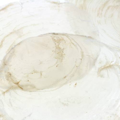 Floristik24 Mejillón Capiz 250g