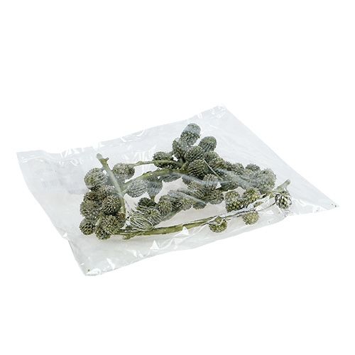 Floristik24 Conos de casuarina verde, encerados 110g