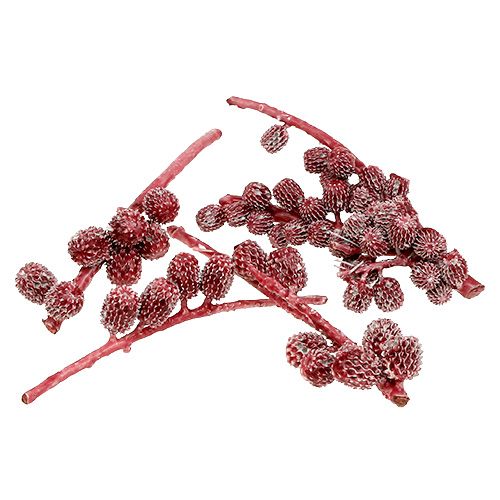 Floristik24 Conos Casurina rojos, encerados 250g