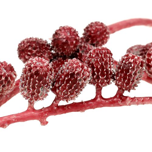 Floristik24 Conos Casurina rojos, encerados 250g