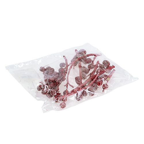 Floristik24 Conos Casurina rojos, encerados 250g