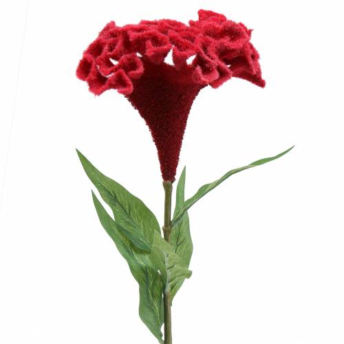 Floristik24 Celosia cristata Hahnenkamm Rojo 72cm