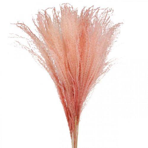 Floristik24 Caña china hierba seca rosa claro Miscanthus H75cm 10 piezas