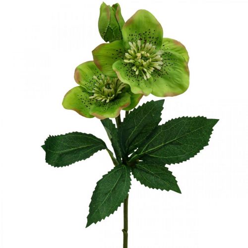 Floristik24 Rosa de Navidad Rosa de Cuaresma eléboro flores artificiales verde L34cm 4 piezas
