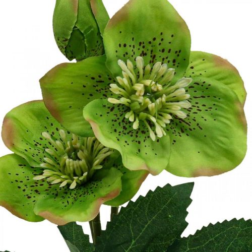 Floristik24 Rosa de Navidad Rosa de Cuaresma eléboro flores artificiales verde L34cm 4 piezas