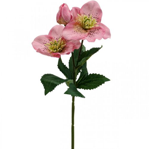 Floristik24 Rosa de navidad, rosa de cuaresma, eléboro, plantas artificiales rosa L34cm 4pcs