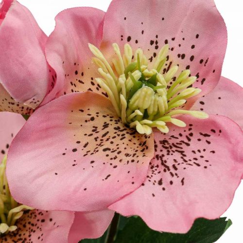 Floristik24 Rosa de navidad, rosa de cuaresma, eléboro, plantas artificiales rosa L34cm 4pcs