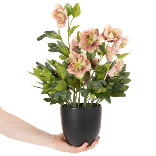Planta artificial de heléboro en maceta, rosa de Navidad, para decoración del hogar, 50 cm. | Floristik24.es