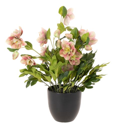 Planta artificial de heléboro en maceta, rosa de Navidad, para decoración del hogar, 50 cm. | Floristik24.es