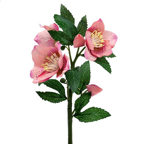 Floristik24 Rosa de Navidad Rosa L22cm 1pc