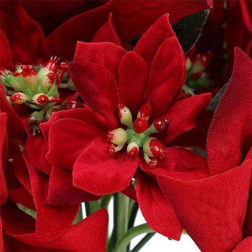 Floristik24 Estrella de Navidad en racimo rojo Ø18cm L30cm