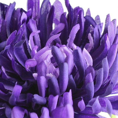 Floristik24 Crisantemo morado 74cm