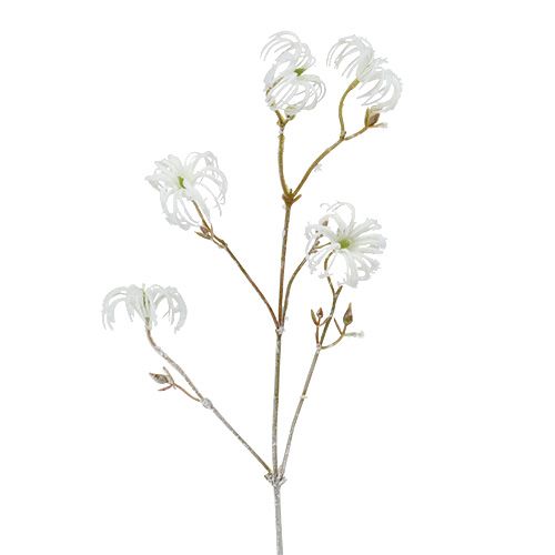 Floristik24 Clematis rama blanca flocada 62cm 3pcs