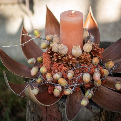 Cáscaras de coco natural 60cm 5uds | Floristik24.es