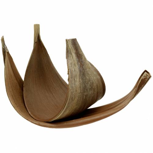 Artículo Hoja de palma de coco Galara curvada