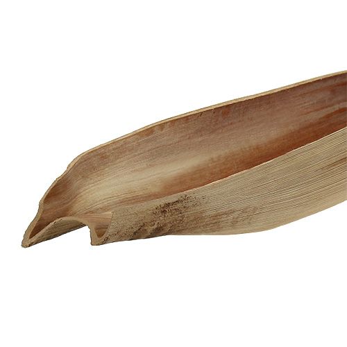 Floristik24 Hoja de palma con cáscara de coco 60-80cm natural