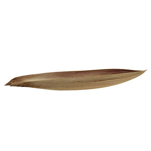 Floristik24 Hoja de palma con cáscara de coco 60-80cm natural