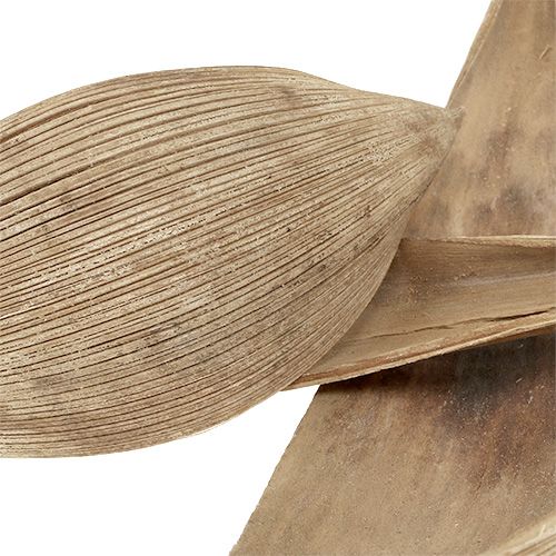 Artículo Cáscaras de coco hojas de coco blanqueadas 25 piezas