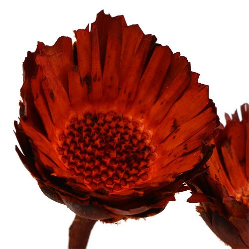 Artículo Roseta compacta naranja 40uds