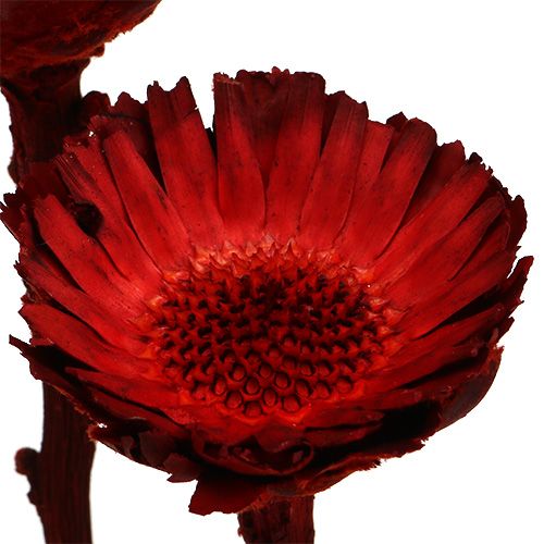 Artículo Roseta compacta roja 40 uds.