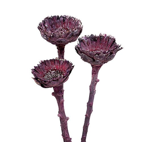 Artículo Compacta Rosette Frosted Mora 20uds