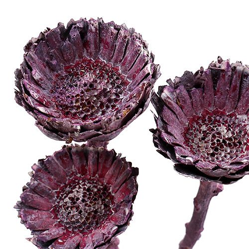 Artículo Compacta Rosette Frosted Mora 20uds