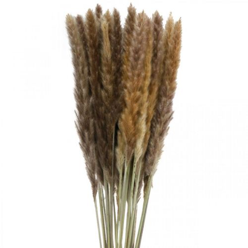 Artículo Hierba seca pampas grass manojo natural 80cm