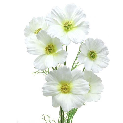 Floristik24 Cosmea blanco 77cm 3pcs
