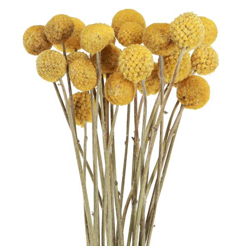 Floristik24 Craspedia baquetas decoración seca natural 45cm 25uds