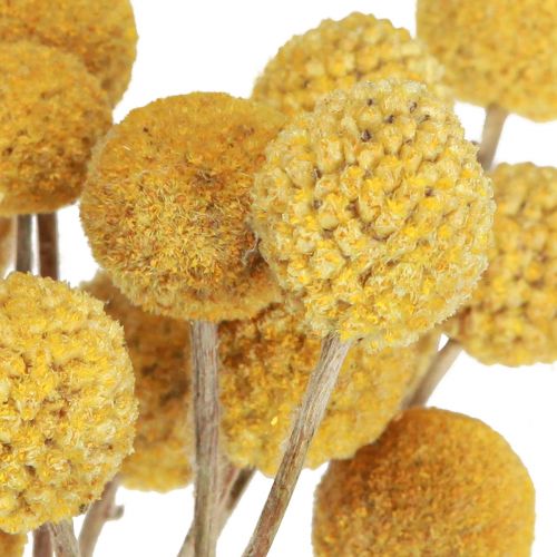 Floristik24 Craspedia baquetas decoración seca natural 45cm 25uds