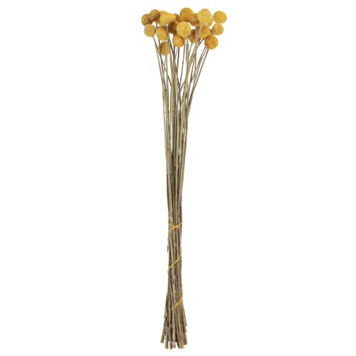 Floristik24 Craspedia baquetas decoración seca natural 45cm 25uds
