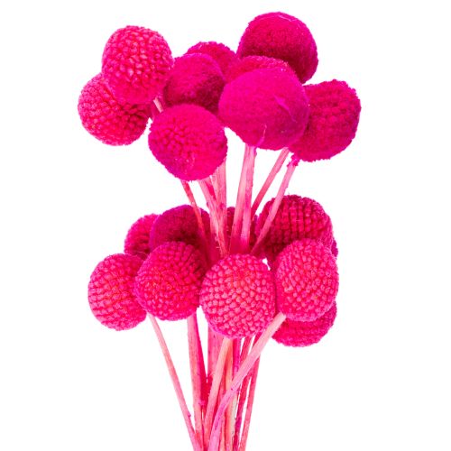 Ramo de flores secas Craspedia para floristería, 55 cm, 20 unidades.