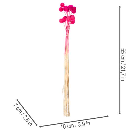 Ramo de flores secas Craspedia para floristería, 55 cm, 20 unidades. | Floristik24.es