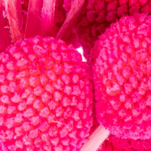 Ramo de flores secas Craspedia para floristería, 55 cm, 20 unidades. | Floristik24.es
