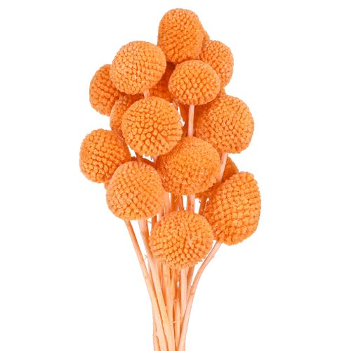 Floristik24 Craspedia flores secas blanqueadas naranja 50-55cm 20uds